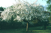 Apfelbaum