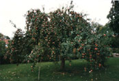 Apfelbaum