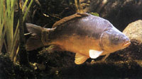 Karpfen